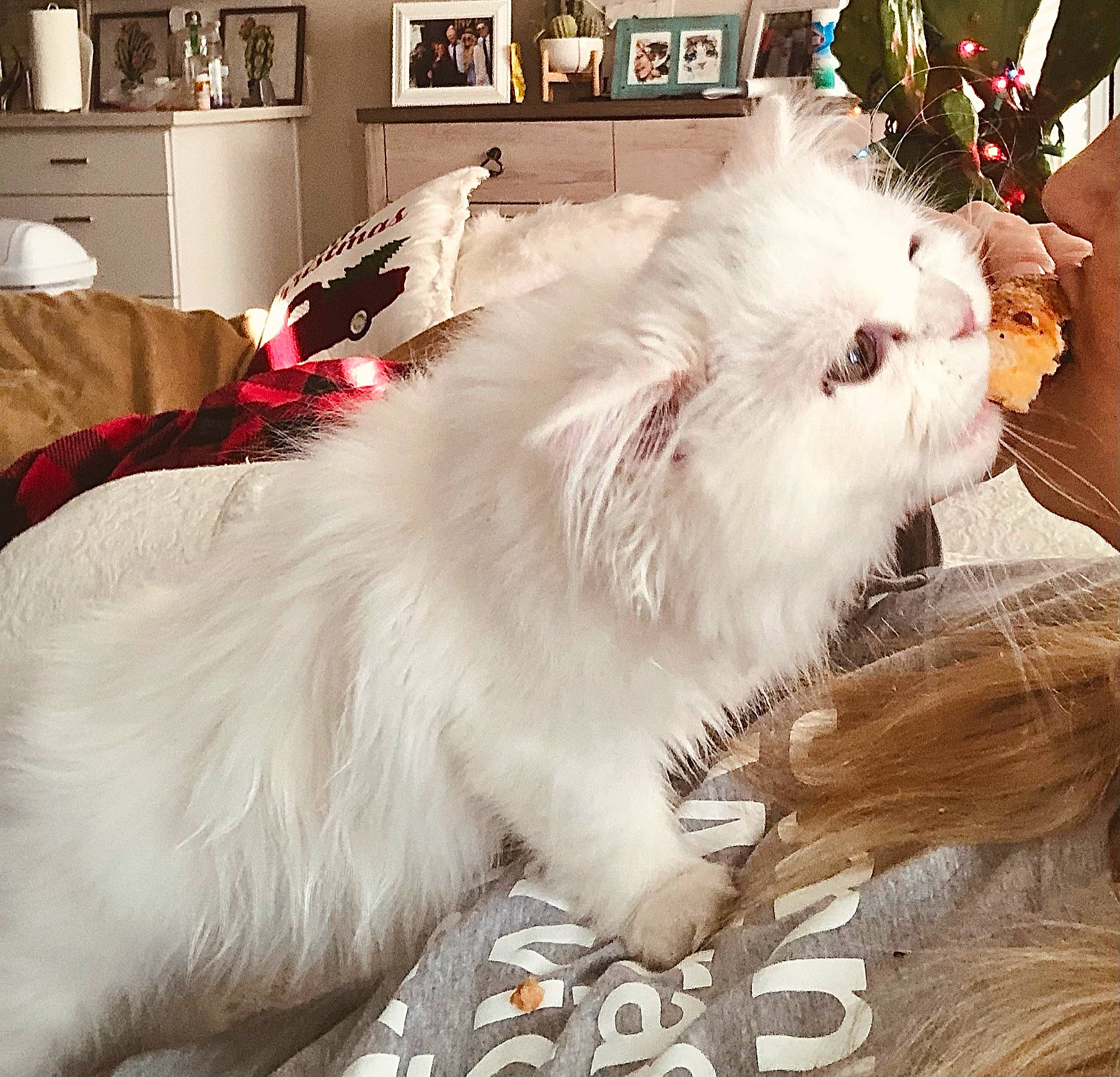 Penelope is registered to the contest to win money with this photo: cabinetry, carnivore, cat, chest_of_drawers, cupboard, drawer, felidae, fur, home, interior_design, picture_frame, refrigerator, room, shelf, small_to_medium_sized_cats, snout, terrestrial_animal, vertebrate, whiskers