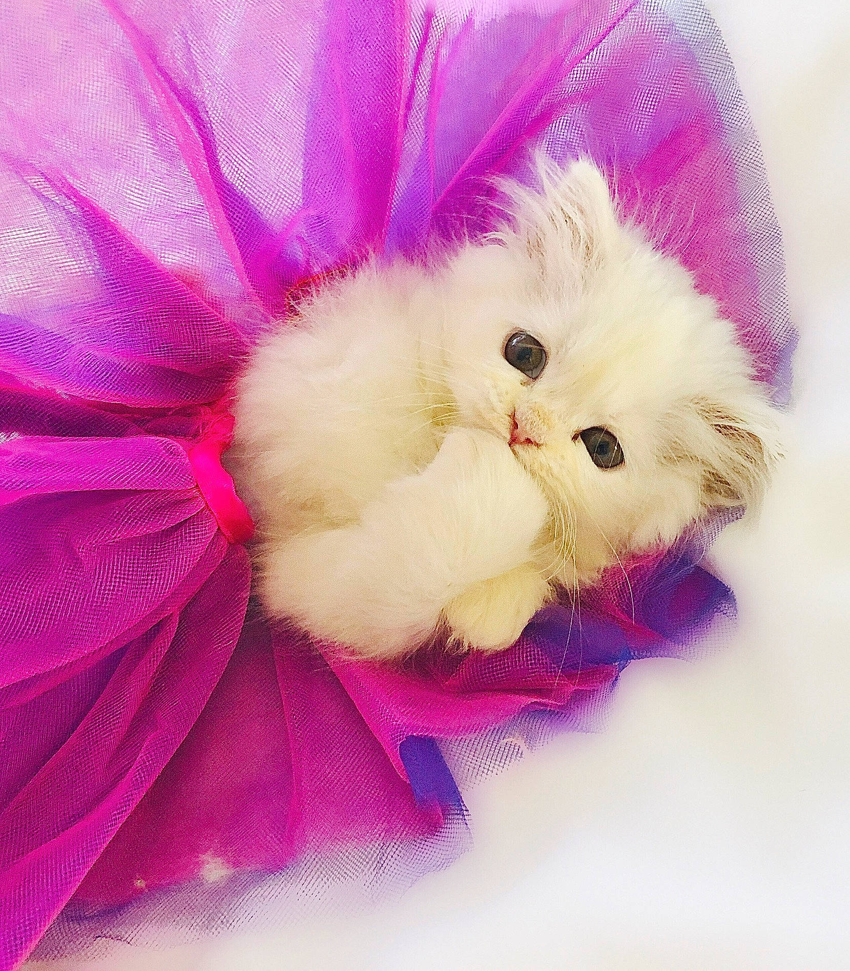 Penelope is registered to the contest to win money with this photo: carnivore, cat, colorfulness, felidae, fur, lavender, magenta, petal, pink, purple, small_to_medium_sized_cats, snout, textile, violet, whiskers