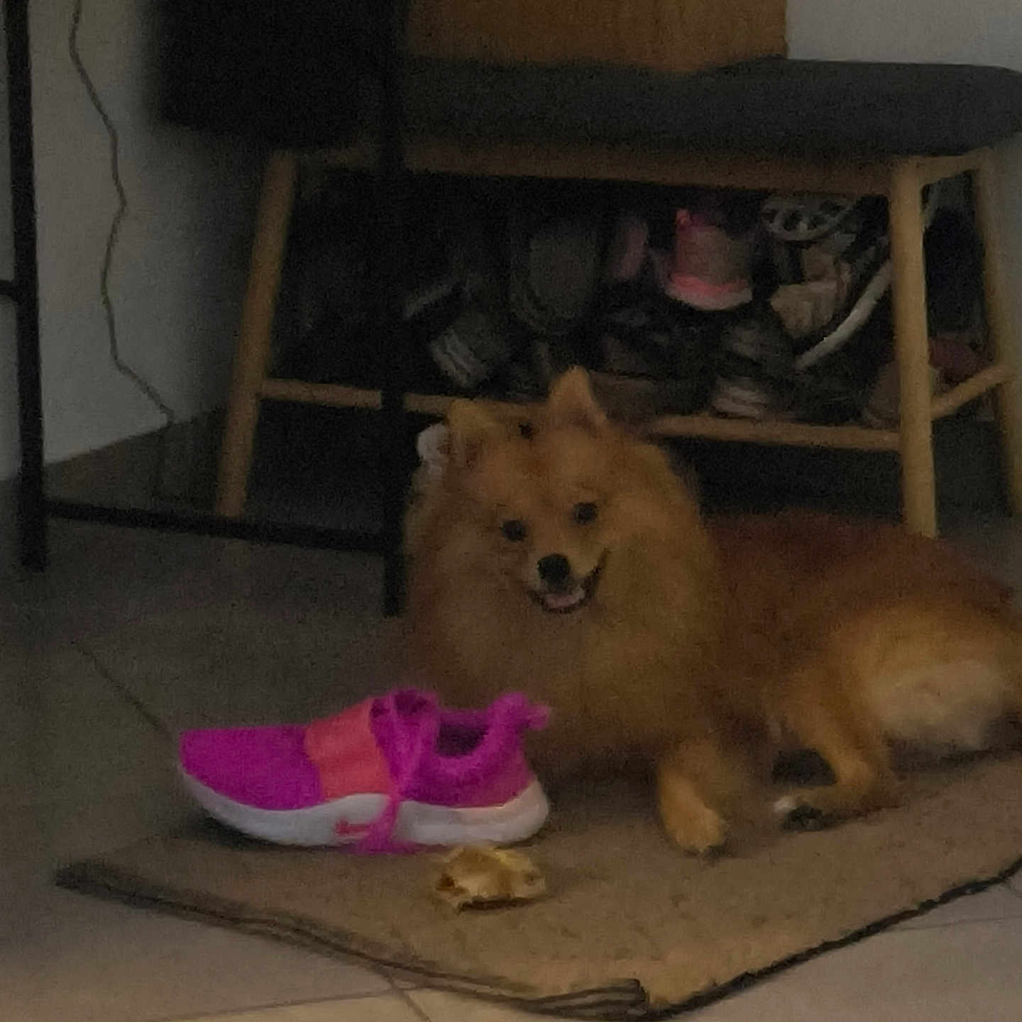 Tao a rejoint le concours — aidez-le/la à gagner de superbes lots ! dog, puppy, tan_dog, fluffy, small_dog, sitting, lying_down, indoors, rug, floor, pink_shoes, footwear, home, furniture, shelf, cabinet, cozy, dim_lighting, pet, portrait