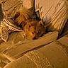 Tao participe au concours pour gagner de l'argent avec cette photo : dog, small_dog, fluffy, brown_fur, sleepy, resting, couch, sofa, blanket, pillows, bedding, cozy, indoors, home, living_room, portrait, warm_lighting, curled_up, pet, cute