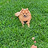 dog, puppy, orange_fur, fluffy, grass, lawn, outdoors, park, smiling, tongue, sitting, pet, animal, portrait, autumn, leaves, greenery, fur, centered, happy