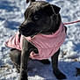 Voice participe au concours pour gagner de l'argent avec cette photo : animal, attentive, black_dog, canine, cold, cute, daylight, dog, fur, leash, nature, outdoor, pet, pink_jacket, portrait, puppy, sitting, snow, winter, young_dog