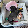 animal, black_dog, blanket, cozy, cute, dog, fabric, indoor, paw_prints, pet_bed, pink_pillow, playful, puppy, relaxed, resting, sleeping, small_dog, soft, stuffed_animal, toys