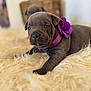 Voice a rejoint le concours — aidez-le/la à gagner de superbes lots ! adorable, animal, brown_fur, closeup, cozy, cute, dog, domestic_animal, flower, fluffy_rug, fuzzy, indoor, laying_down, pet, portrait, puppy, purple_collar, small, soft_fur, young