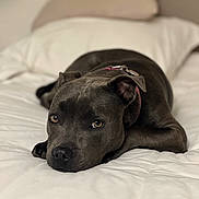 Voice participe au concours pour gagner de l'argent avec cette photo : animal, bed, brown_eyes, closeup, collar, companion, cozy, cute, dog, domestic_animal, fur, home, indoor, lying_down, pet, portrait, relaxed, resting, sleepy, white_bedspread