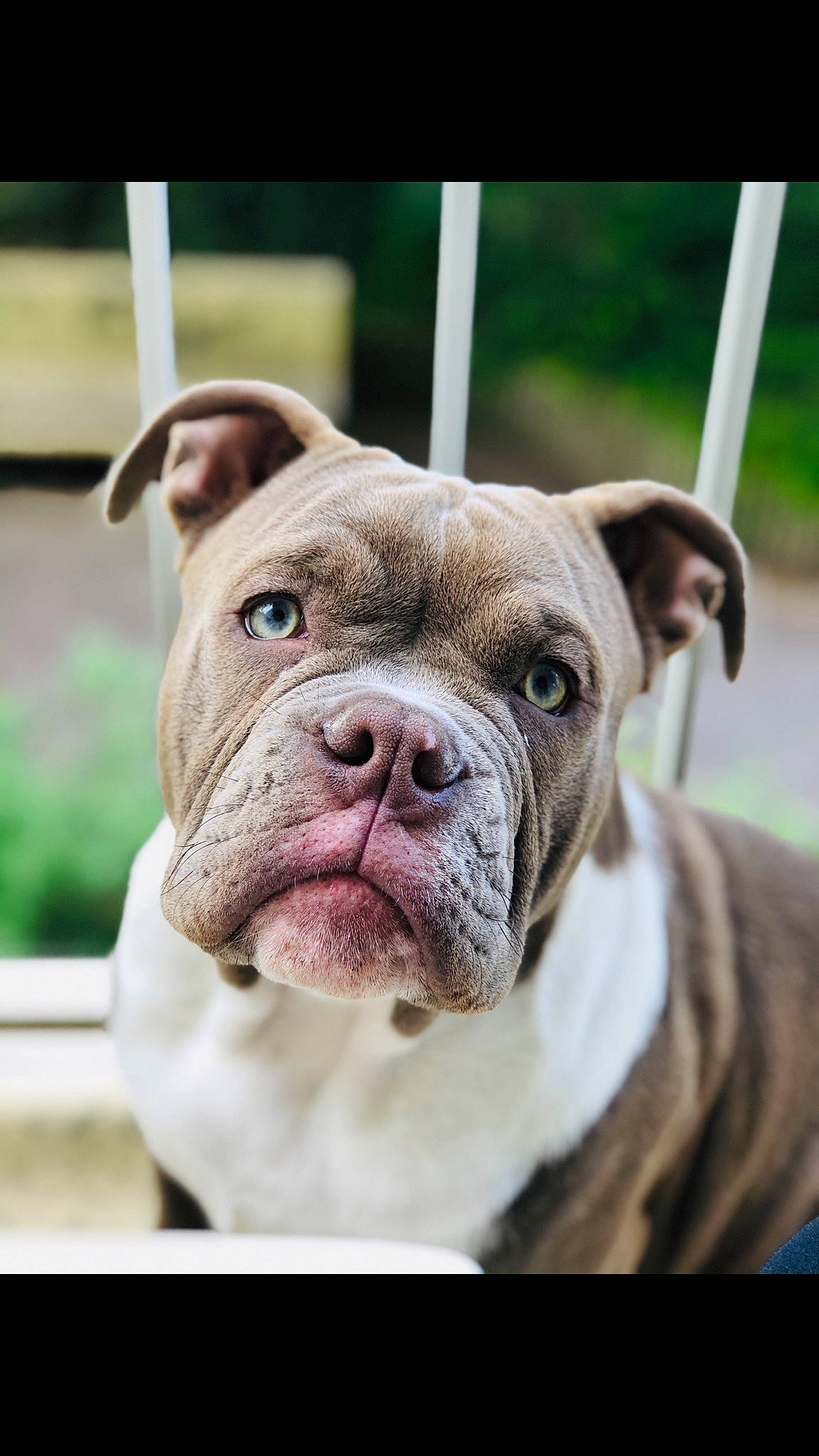 Norman participe au concours pour gagner de l'argent avec cette photo : american_bulldog, australian_bulldog, bulldog, canidae, carnivore, companion_dog, dog, dog_breed, mammal, molosser, non_sporting_group, old_english_bulldog, olde_english_bulldogge, rare_breed_dog, renascence_bulldogge, snout, toy_bulldog, valley_bulldog, vertebrate, wrinkle