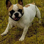 Maciemae is registered to the contest to win money with this photo: animal, brown_spots, canine, closeup, daylight, dog, ears, field, french_bulldog, grass, happy, moss, nature, outdoor, pet, playful, standing, tongue, white, wild_plants