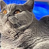 cat, gray_cat, close_up, portrait, feline, golden_eyes, whiskers, short_hair, fur, ears, nose, lounging, lying_down, indoor, blue_background, pet, animal, alert, calm, photography