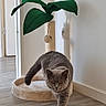 cat, gray_cat, pet, feline, animal, walking, orange_eyes, indoors, home, living_space, scratching_post, cat_bed, houseplant, green_leaves, wood_floor, white_wall, hallway, portrait, playful, fur