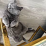 cat, gray_cat, fluffy, sleeping, relaxed, paws, whiskers, ears, feline, pet, indoor, wood_floor, gold_frame, picture_frame, home_decor, lying_down, cute, portrait, cozy, calm