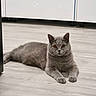 cat, gray_cat, pet, feline, lying_down, floor, kitchen, cabinets, indoor, home, portrait, front_view, amber_eyes, whiskers, ears, paws, fur, relaxed, cute, animal_photography