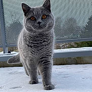 Simba participe au concours pour gagner de l'argent avec cette photo : cat, gray_cat, snow, outdoor, winter, animal, pet, furry, standing, walking, portrait, close_up, whiskers, ears, eyes, tail, snowy_ground, fence, cold_weather, photography
