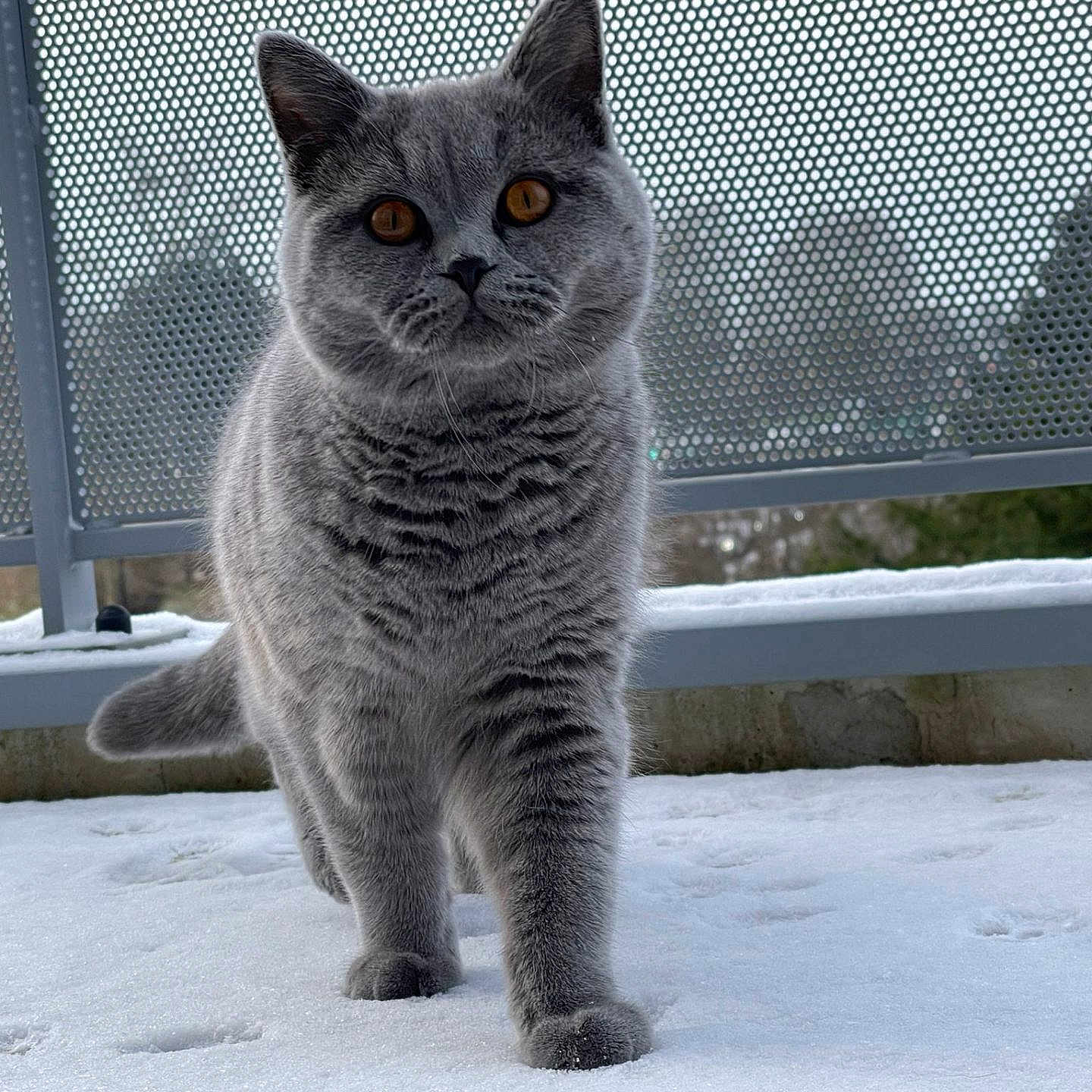 Simba participe au concours pour gagner de l'argent avec cette photo : cat, gray_cat, snow, outdoor, winter, animal, pet, furry, standing, walking, portrait, close_up, whiskers, ears, eyes, tail, snowy_ground, fence, cold_weather, photography