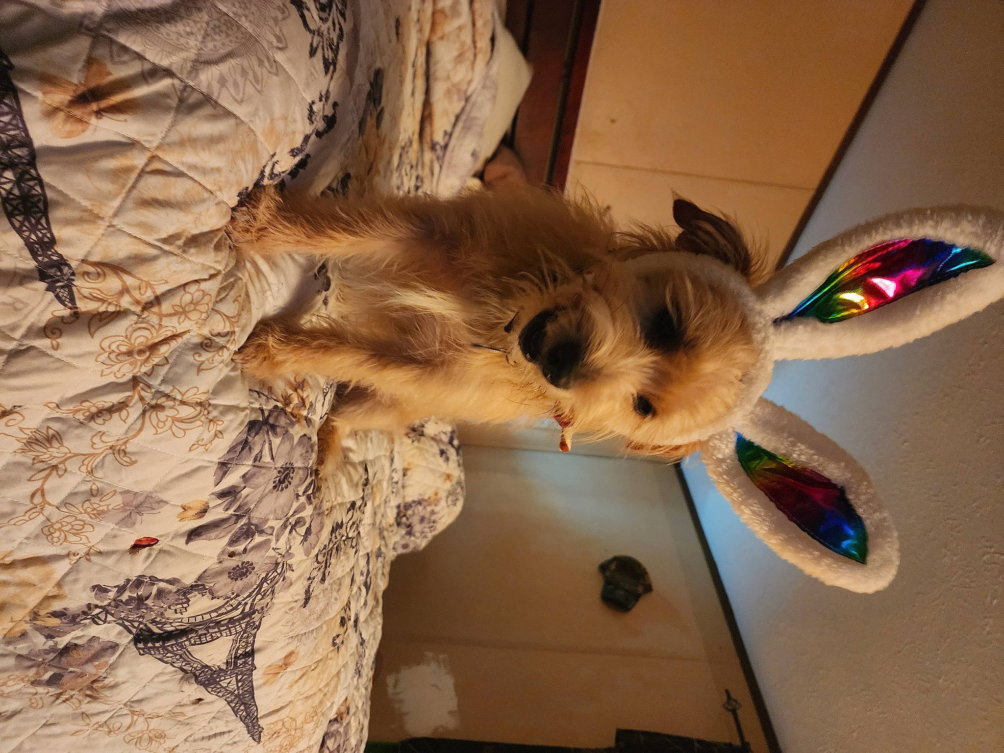 Yoge joined the competition — help win amazing prizes! canidae, carnivore, companion_dog, dog, dog_breed, fawn, flooring, fur, hardwood, mammal, plant, sporting_group, tail, toy, tree, wood