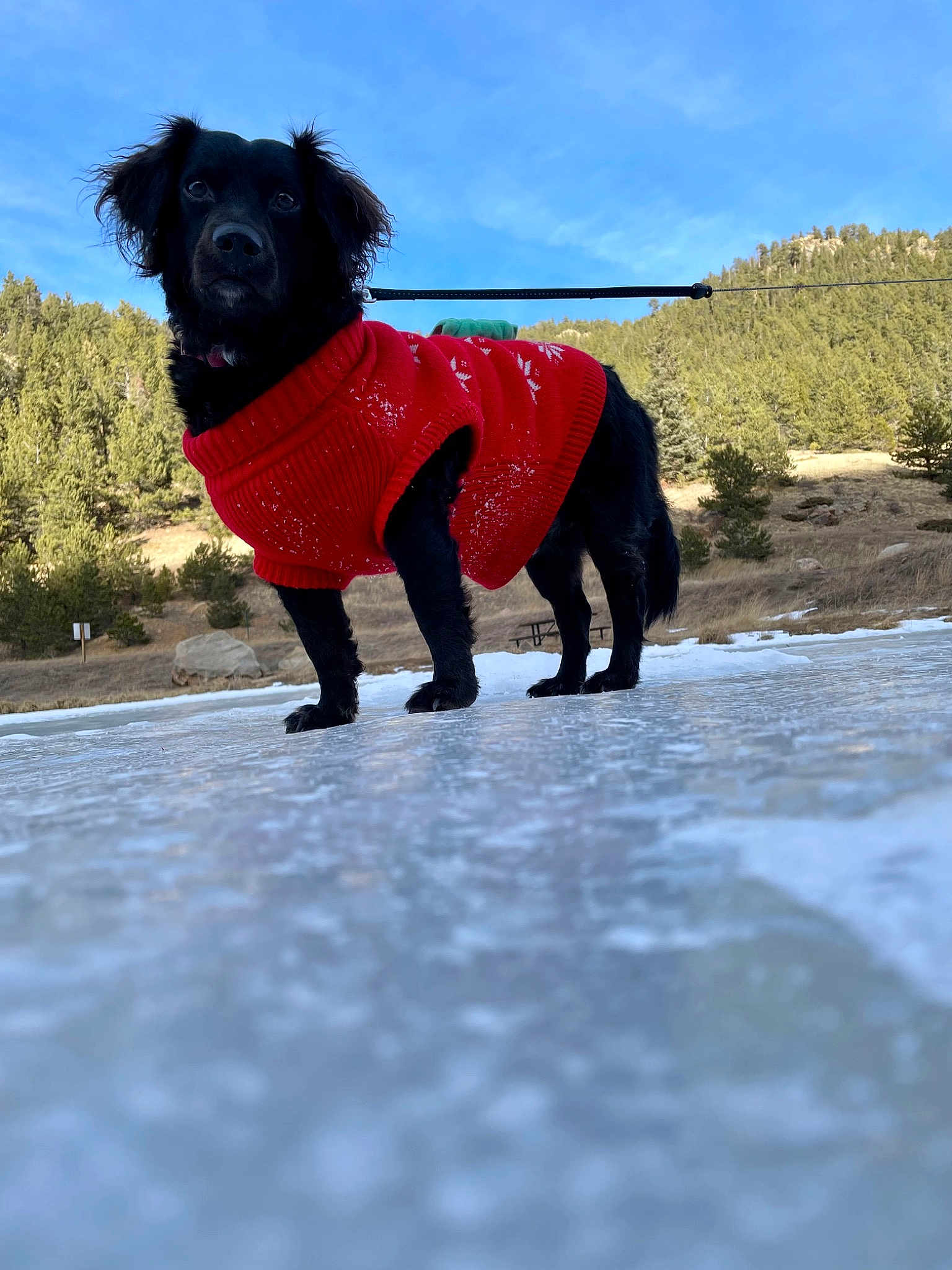 Arlo