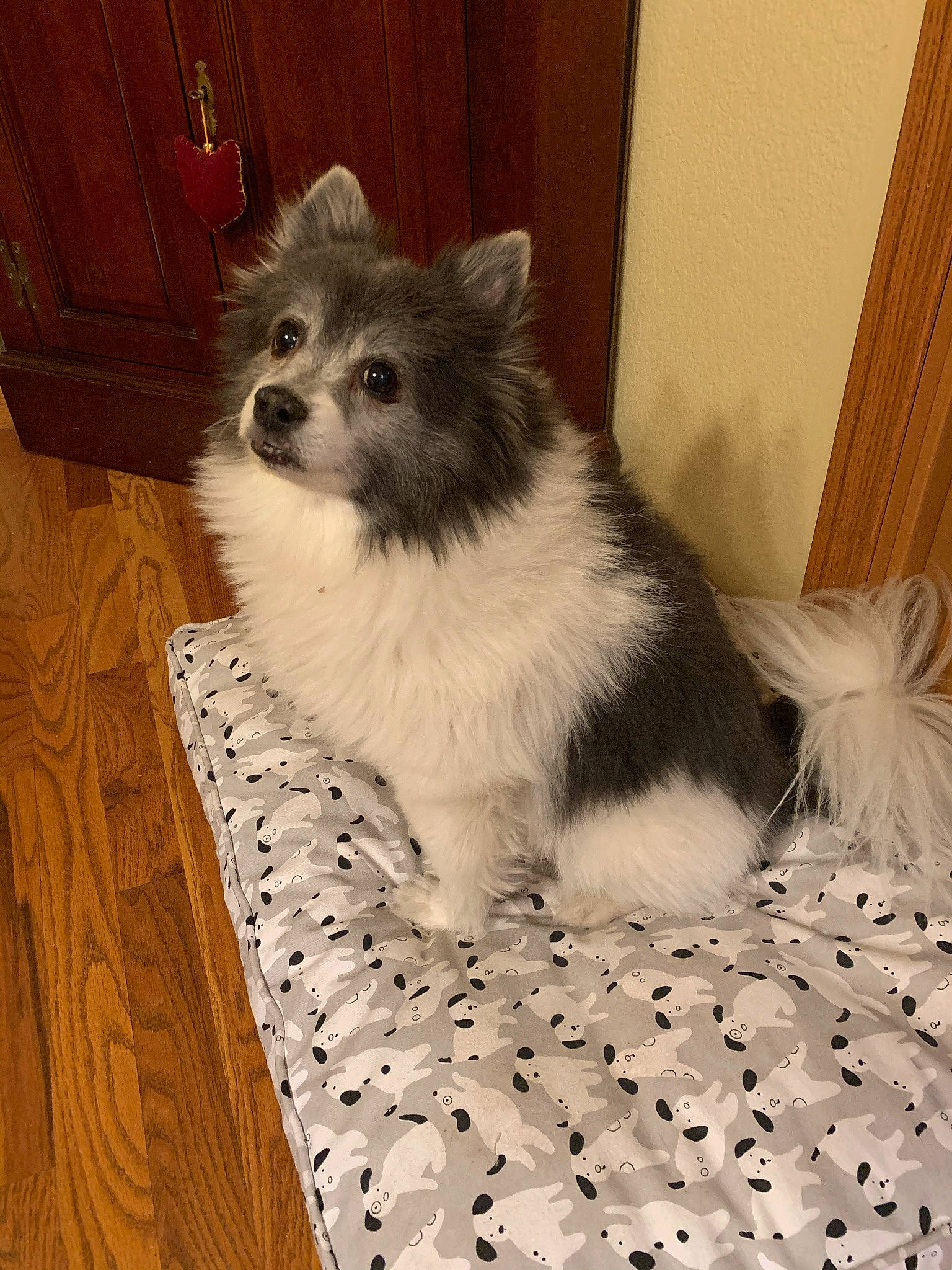 Sparky is registered to the contest to win money with this photo: canidae, carnivore, companion_dog, dog, dog_breed, fawn, felidae, flooring, fur, hardwood, small_to_medium_sized_cats, snout, sporting_group, tail, terrestrial_animal, terrier, toy_dog, whiskers, wood, working_animal