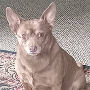 Copper is registered to the contest to win money with this photo: accessories, animal, bodypart, bulldog, canine, chihuahua, dog, frenchbulldog, homedecor, husky, mouth, person, pet, pitbull, puppy, rug, snout, strap, toe, whitedog