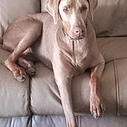 Moe joined the competition — help win amazing prizes! dog, lounge, couch, leather, beige, pet, relaxed, paw, carpet, indoor, canine, fur, animal, resting, home, furniture, mammal, domestic, one_animal, quiet