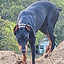 doberman, dog, animal, outdoor, dirt, mound, trees, greenery, house, pet, canine, nature, collar, walking, alert, fur, ears, legs, snout, daytime