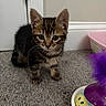 animal, ball, carpet, cat, curious, cute, door, ears, feathers, feline, floor, indoor, kitten, pet, playful, small, tabby, toy, whiskers, young