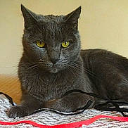 Wally is registered to the contest to win money with this photo: cat, gray_cat, yellow_eyes, knitted_blanket, indoor, pet, feline, resting, looking, close_up, animal, domestic_animal, whiskers, fur, laying_down, calm, face, ears, texture, string
