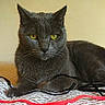 cat, gray_cat, yellow_eyes, knitted_blanket, indoor, pet, feline, resting, looking, close_up, animal, domestic_animal, whiskers, fur, laying_down, calm, face, ears, texture, string