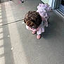 dog, small_dog, brown_dog, curly_fur, dress, pet_clothing, pink_shoes, harness, balcony, concrete_floor, doorway, shadow, outdoor, cute, standing, tongue_out, accessory, summer_outfit, pet, chair_leg