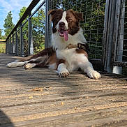 Akila participe au concours pour gagner de l'argent avec cette photo : dog, border_collie, brown_and_white, pet, animal, sitting, lying_down, tongue_out, happy, outdoor, bridge, wooden_deck, railing, metal_fence, trees, sky, sunlight, nature, collar, portrait