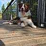 dog, border_collie, brown_and_white, pet, animal, sitting, lying_down, tongue_out, happy, outdoor, bridge, wooden_deck, railing, metal_fence, trees, sky, sunlight, nature, collar, portrait