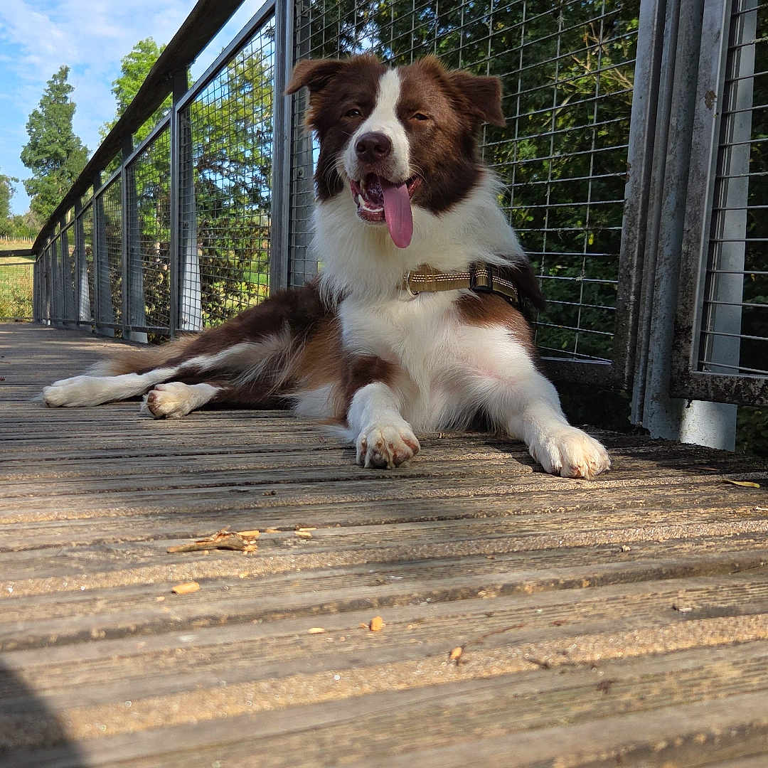 Akila participe au concours pour gagner de l'argent avec cette photo : dog, border_collie, brown_and_white, pet, animal, sitting, lying_down, tongue_out, happy, outdoor, bridge, wooden_deck, railing, metal_fence, trees, sky, sunlight, nature, collar, portrait