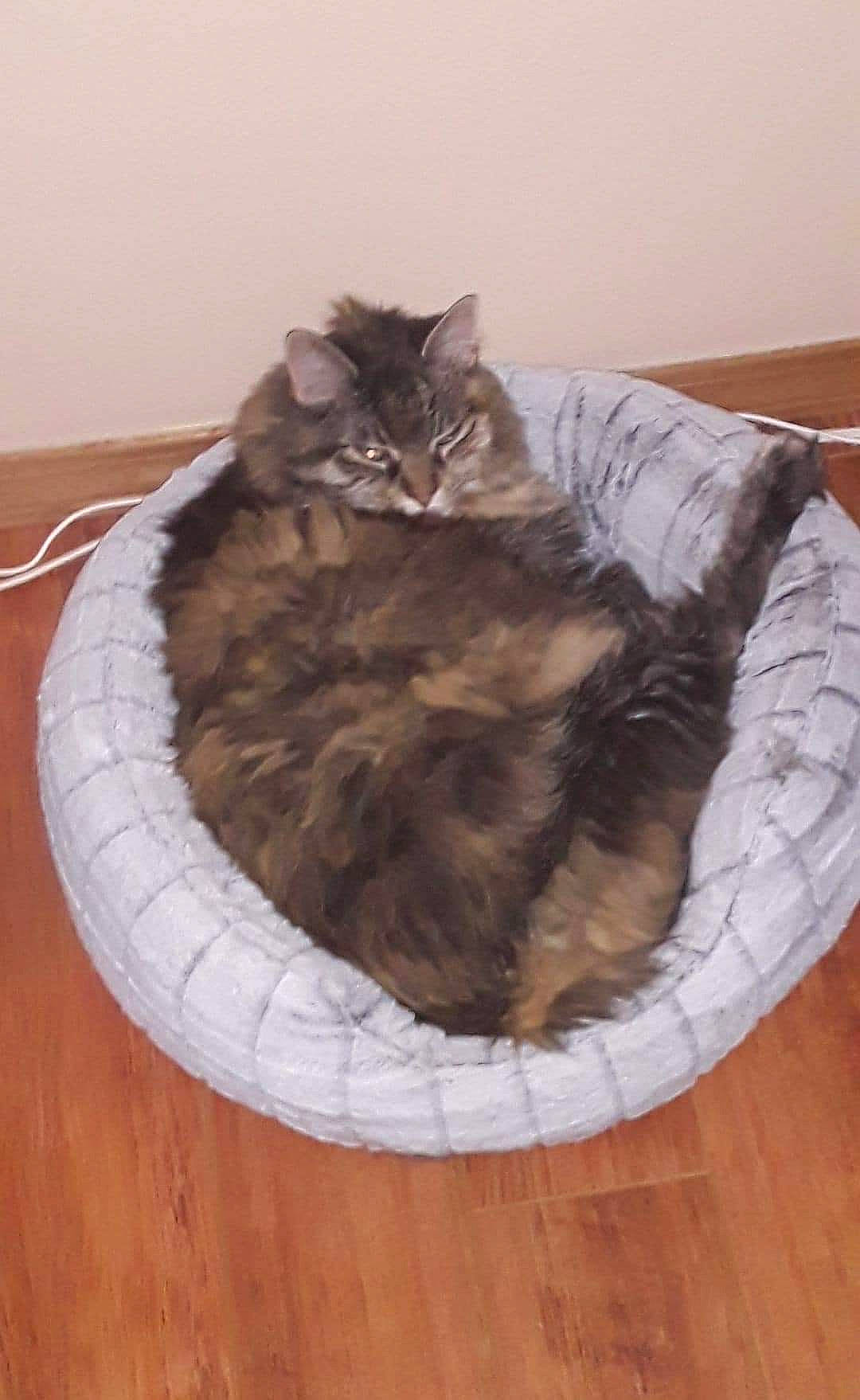 Nosey joined the competition — help win amazing prizes! black_cat, carnivore, cat, cat_bed, cat_supply, comfort, couch, domestic_short_haired_cat, felidae, flooring, fur, grey, hardwood, pet_supply, small_to_medium_sized_cats, tail, terrestrial_animal, whiskers, wood, wood_flooring