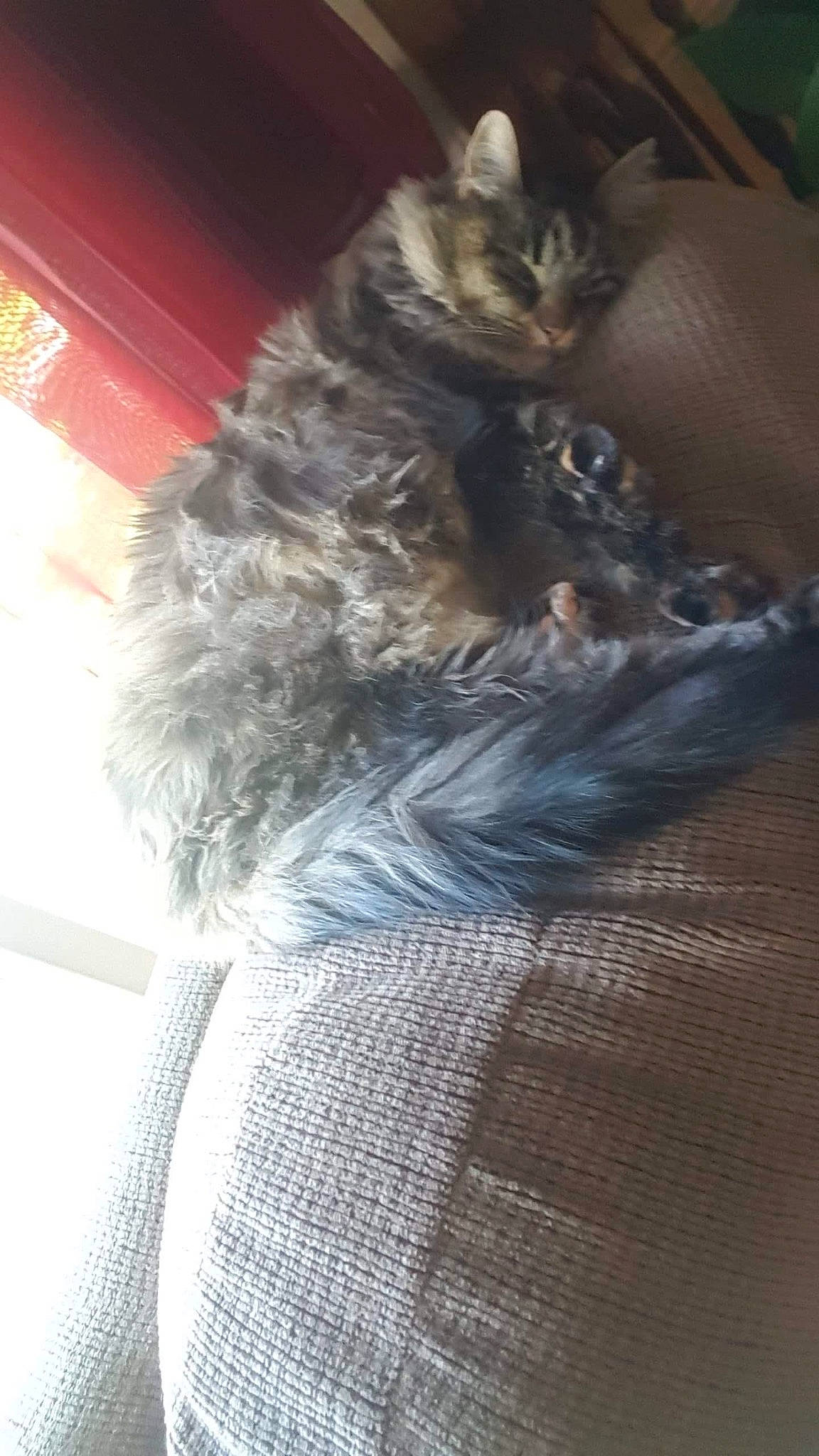 Nosey is registered to the contest to win money with this photo: black_cat, carnivore, cat, claw, domestic_short_haired_cat, felidae, fur, grey, maine_coon, paw, small_to_medium_sized_cats, snout, tail, whiskers, window, winter