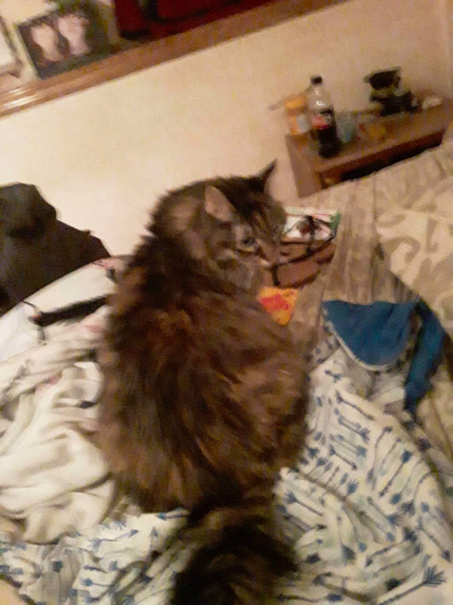 Nosey is registered to the contest to win money with this photo: carnivore, cat, claw, comfort, domestic_short_haired_cat, felidae, flooring, fur, hardwood, maine_coon, paw, room, small_to_medium_sized_cats, snout, tail, terrestrial_animal, whiskers, wood