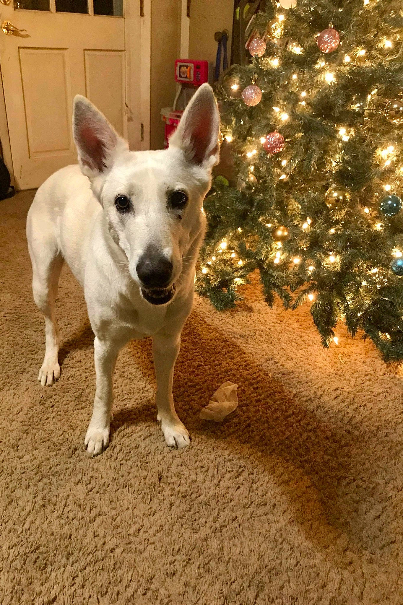 Bell is registered to the contest to win money with this photo: cabinetry, canidae, carnivore, christmas, christmas_decoration, christmas_tree, collar, companion_dog, dog, dog_breed, door, event, fawn, plant, snout, sporting_group, tail, tree, whiskers, working_animal