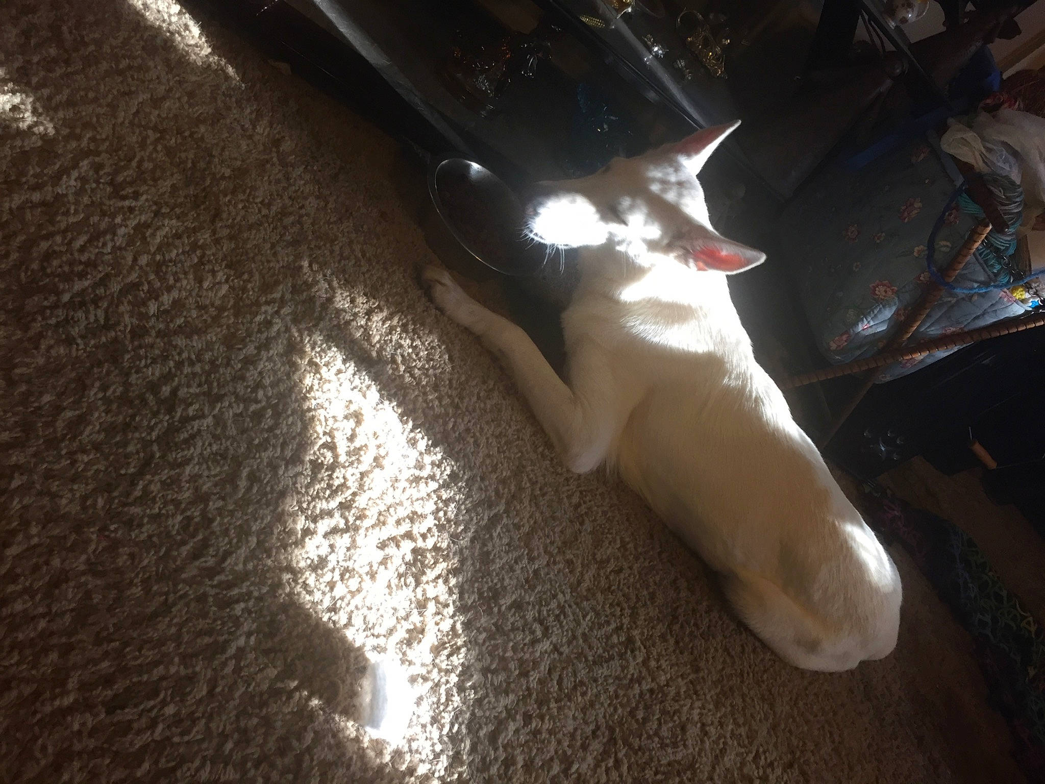 Bell is registered to the contest to win money with this photo: auto_part, automotive_exterior, automotive_lighting, bumper, carnivore, darkness, felidae, flooring, fur, hardwood, headlamp, human_leg, night, room, small_to_medium_sized_cats, sporting_group, tints_and_shades, vehicle_door, whiskers, wood