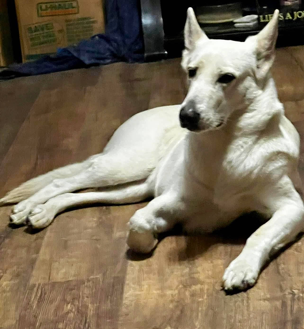 Bell is registered to the contest to win money with this photo: ancient_dog_breeds, canidae, carnivore, comfort, companion_dog, dog, dog_breed, fawn, flooring, fur, giant_dog_breed, hardwood, non_sporting_group, paw, sporting_group, tail, terrestrial_animal, whiskers, wood, working_animal