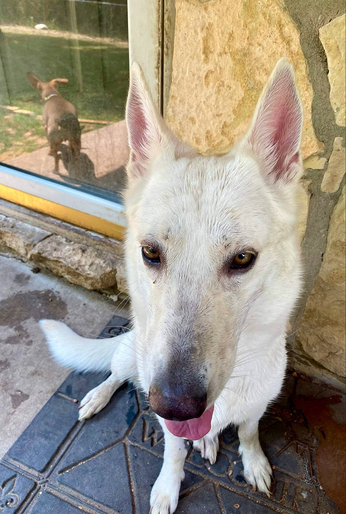 Bell joined the competition — help win amazing prizes! ancient_dog_breeds, canidae, carnivore, collar, companion_dog, dog, dog_breed, dog_collar, foot, jaw, non_sporting_group, photography, scar, sporting_group, terrestrial_animal, whiskers, working_animal