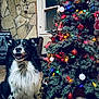 Haas is registered to the contest to win money with this photo: dog, border_collie, christmas_tree, ornaments, string_lights, holiday, festive, indoor, window, stone_wall, carpet, happy_dog, smiling, pet, canine, decorations, pine_branches, baubles, cozy, portrait