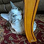 cat, feline, pet, indoor, rug, carpet, table_leg, wood_furniture, furniture, peeking, curious, whiskers, ears, blue_eyes, close_up, portrait, brown_white_fur, cozy, living_room, sofa