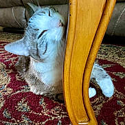 Kitty is registered to the contest to win money with this photo: cat, tabby_cat, pet, furniture_leg, wooden_leg, sofa, upholstery, patterned_rug, carpet, indoor, paw, whiskers, face, sleeping, rubbing, cozy, close_up, portrait, domestic_animal, relaxed
