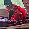 cat, tuxedo_cat, red_dress, bow, window, blanket, indoors, pet, feline, costume, curtain, cozy, sitting, animal, portrait, furry, whiskers, domestic_animal, bed, furniture