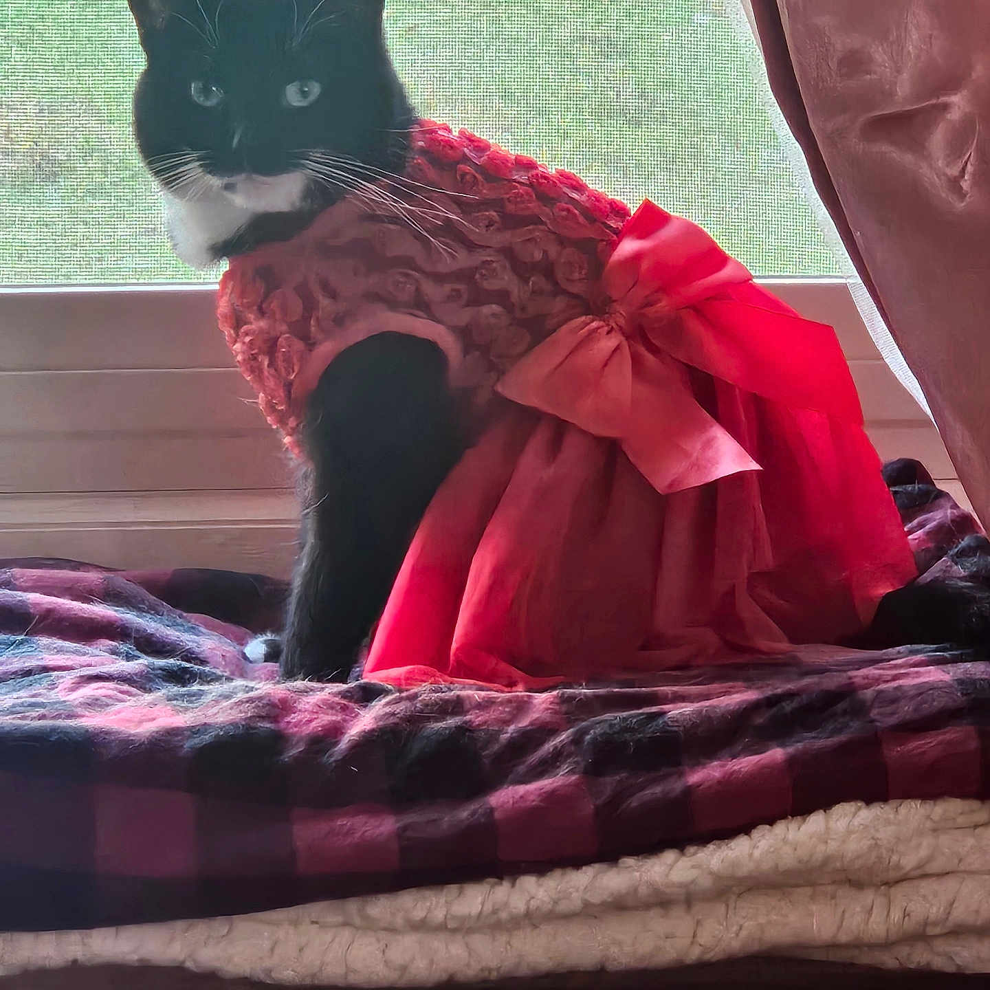 Aurora joined the competition — help win amazing prizes! cat, tuxedo_cat, red_dress, bow, window, blanket, indoors, pet, feline, costume, curtain, cozy, sitting, animal, portrait, furry, whiskers, domestic_animal, bed, furniture