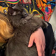 Smokey is registered to the contest to win money with this photo: cat, gray_cat, fluffy, pet, animal, snuggling, hand, person, human, tapestry, colorful, pattern, indoor, cozy, comfort, furry, fur, relaxing, closeup, resting
