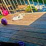 Brownyy joined the competition — help win amazing prizes! dog, white_dog, wooden_deck, soccer_ball, red_ball, purple_ball, scooter, wheel, sunlight, shadow, outdoor, fence, railing, grass, plants, tree, relaxing, pet, daytime, peaceful