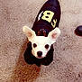Brownyy joined the competition — help win amazing prizes! dog, small_dog, white_dog, pet, carpet, indoor, clothing, jacket, ears, cute, animal, looking_up, floor, footwear, black_jacket, yellow_letters, domestic_animal, companion, young_dog, curious