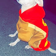 Brownyy is registered to the contest to win money with this photo: dog, small_dog, white_dog, hoodie, clothing, pet, sitting, indoor, floor, red_clothing, animal, cute, flash, glowing_eyes, canine, apparel, portrait, looking_away, domestic_animal, companion