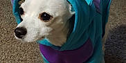 Brownyy is registered to the contest to win money with this photo: dog, small_dog, costume, blue, purple, indoor, carpet, pet, animal, cute, standing, white_dog, clothing, funny_outfit, spikes, looking_away, domestic_animal, mammal, companion, house