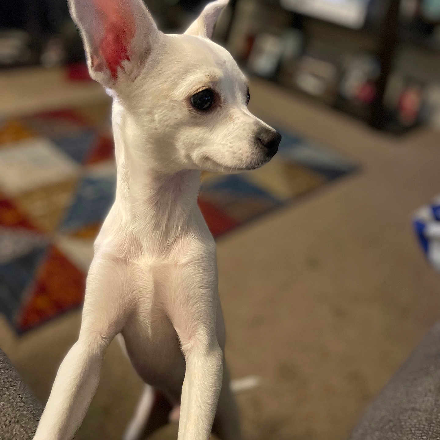 Brownyy joined the competition — help win amazing prizes! animal, blurred_background, canine, carpet, companion, curious, cute, dog, domestic, ears, furniture, home, indoors, living_room, looking_away, pet, portrait, small_dog, standing, white_dog