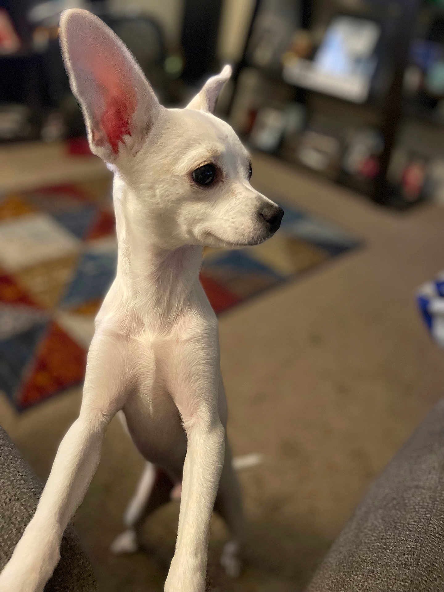 Brownyy joined the competition — help win amazing prizes! dog, white_dog, small_dog, pet, curious, ears, indoors, carpet, furniture, living_room, home, cute, animal, canine, portrait, standing, looking_away, blurred_background, domestic, companion