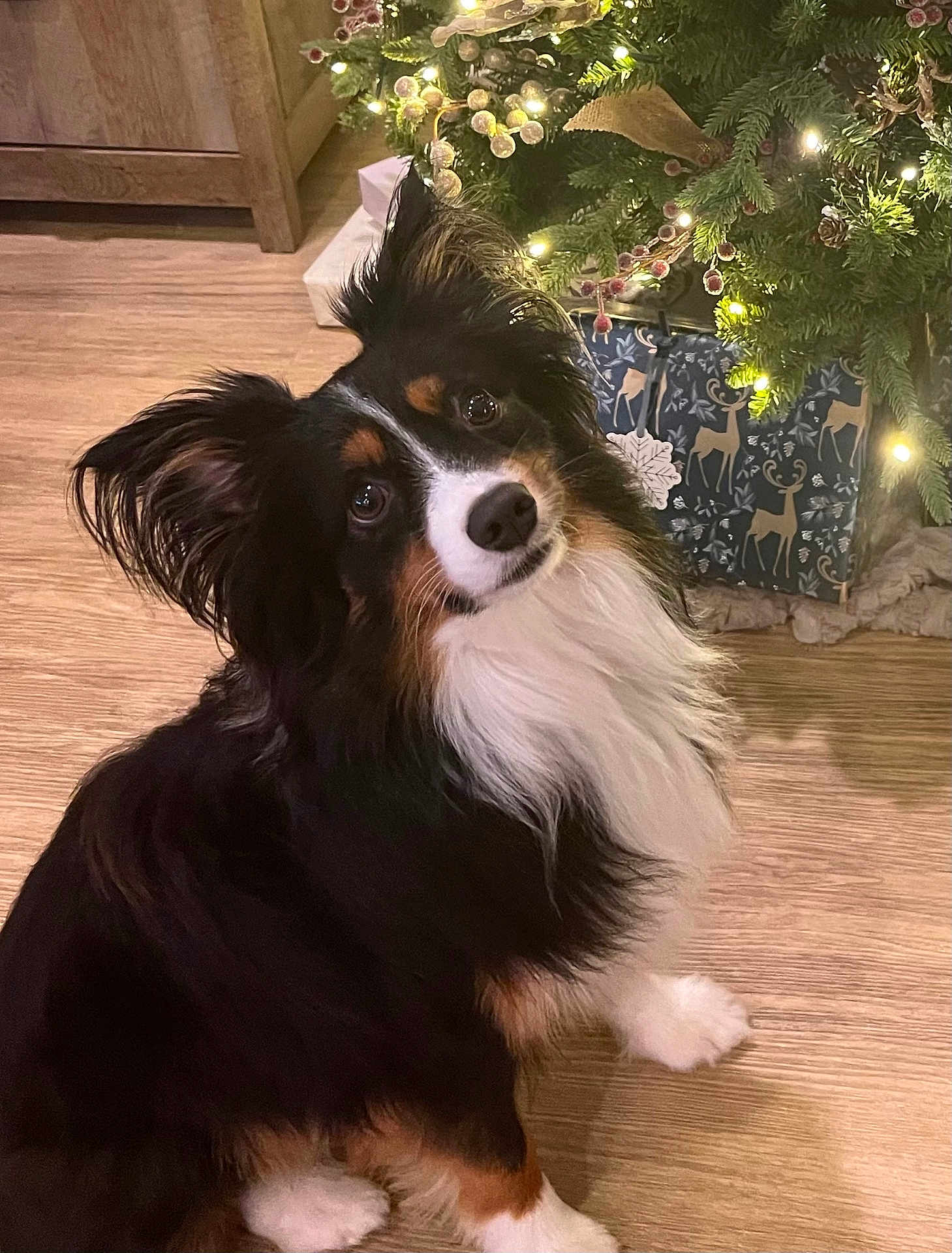 Ted joined the competition — help win amazing prizes! dog, tricolor, pet, indoor, christmas_tree, holiday, decorations, lights, wooden_floor, fur, cute, animal, sitting, head_tilt, fluffy, companion, domestic, festive, curious, adorable
